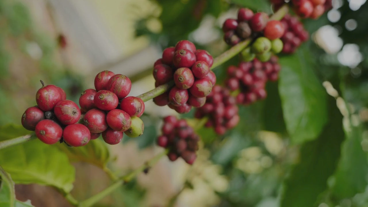 Load video: how chikmagalur coffee travels from farm to your coffee cup