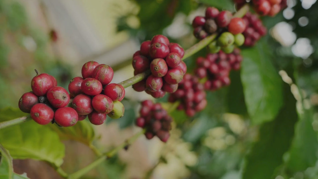 how chikmagalur coffee travels from farm to your coffee cup